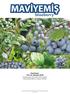 blueberry Hazırlayan: Prof. Dr. Hüseyin ÇELİK Ondokuz Mayıs Üniversitesi Ziraat Fakültesi Bahçe Bitkileri Bölümü- Atakum-SAMSUN